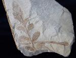 ? Nilssonia sp. BRONGNIART 1825 - Bild &copy; FossNet FossilienStore